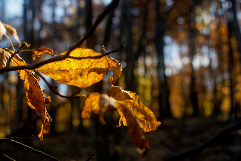 Illustration for article titled Last Bit of Autumn